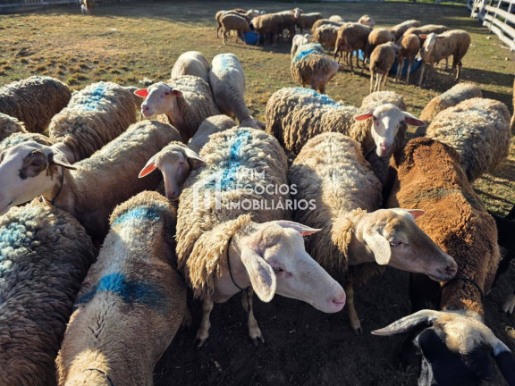 Imagem Chácara com 3 Quartos à Venda, 53.000 m² em Estrada Jardim - Itanhandu Imagem Chácara com 3 Quartos à Venda, 53.000 m² em Estrada Jardim - Itanhandu