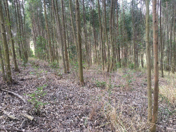 Imagem Chácara à Venda, 24.200 m² em Piedade Imagem Chácara à Venda, 24.200 m² em Piedade