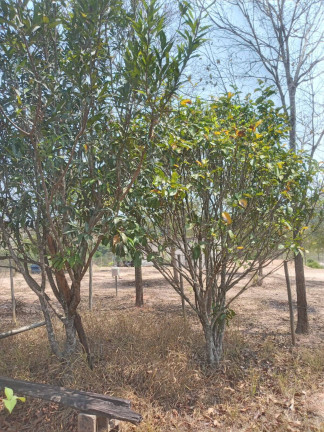 Imagem Chácara à Venda, 1.999 m² em Condomínio Tiradentes - Brumadinho