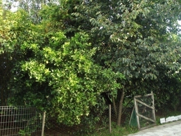 Imagem Casa com 4 Quartos à Venda, 2.000 m² em águas Claras - Viamão Imagem Casa com 4 Quartos à Venda, 2.000 m² em águas Claras - Viamão