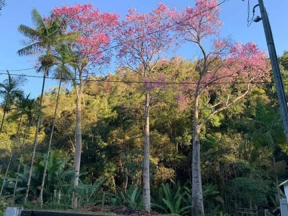Imagem Chácara com 3 Quartos à Venda, 81 m² em Riograndina - Nova Friburgo Imagem Chácara com 3 Quartos à Venda, 81 m² em Riograndina - Nova Friburgo