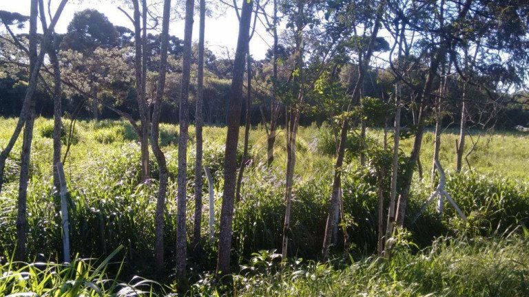 Imagem Terreno à Venda, 73.418 m² em Colônia Rio Grande - São José Dos Pinhais Imagem Terreno à Venda, 73.418 m² em Colônia Rio Grande - São José Dos Pinhais