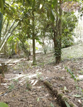 Imagem Imóvel com 4 Quartos à Venda, 3.262 m² em Iguape - Iguape