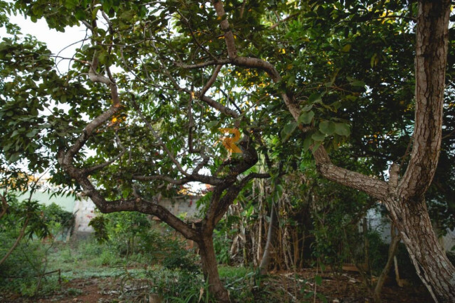 Imagem Terreno à Venda, 935 m² em Recanto Da Lagoa - Lagoa Santa Imagem Terreno à Venda, 935 m² em Recanto Da Lagoa - Lagoa Santa