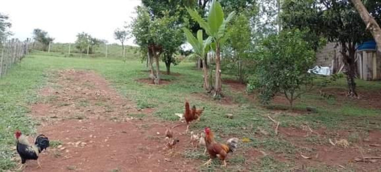 Imagem Imóvel com 2 Quartos à Venda, 120 m² em Bairro Barro Branco - Lagoinha Imagem Imóvel com 2 Quartos à Venda, 120 m² em Bairro Barro Branco - Lagoinha
