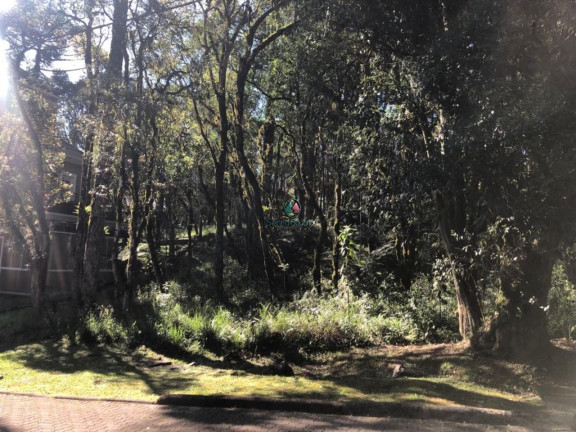 Imagem Terreno à Venda, 744 m² em Pinheiro Grosso - Canela Imagem Terreno à Venda, 744 m² em Pinheiro Grosso - Canela