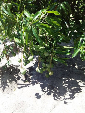Imagem Chácara com 2 Quartos à Venda, 1 m² em Araçoiaba Da Serra Imagem Chácara com 2 Quartos à Venda, 1 m² em Araçoiaba Da Serra