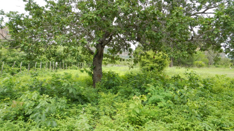 Imagem Fazenda à Venda, 3.500 m² em Rural - São Francisco Do Maranhão Imagem Fazenda à Venda, 3.500 m² em Rural - São Francisco Do Maranhão