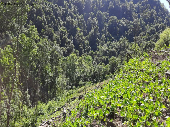 Imagem Imóvel com 2 Quartos à Venda, 70 m² em Linha Pirajá Baixa - Nova Petrópolis Imagem Imóvel com 2 Quartos à Venda, 70 m² em Linha Pirajá Baixa - Nova Petrópolis