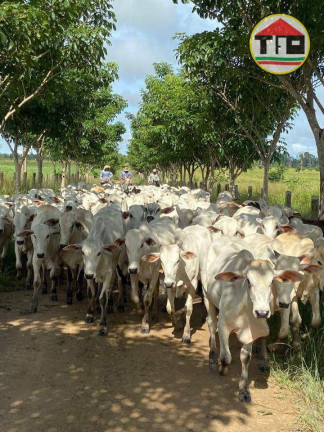 Imagem Fazenda à Venda, 9.196.000 m² em Fazenda - Breu Branco Imagem Fazenda à Venda, 9.196.000 m² em Fazenda - Breu Branco