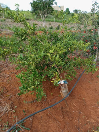 Imagem Imóvel com 2 Quartos à Venda, 90 m² em Zona Rural - Caldas Imagem Imóvel com 2 Quartos à Venda, 90 m² em Zona Rural - Caldas