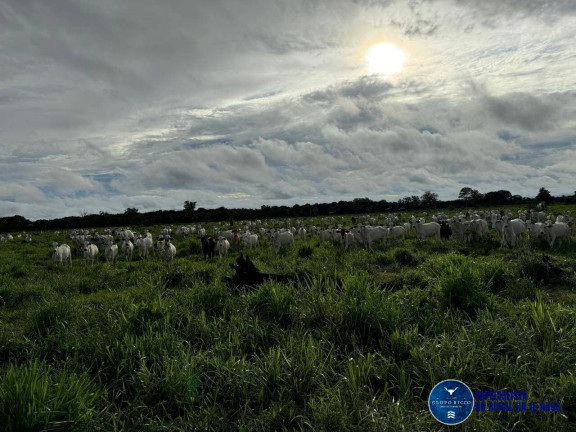 Imagem Fazenda à Venda, 117 m² em Zona Rural - Jussara Imagem Fazenda à Venda, 117 m² em Zona Rural - Jussara