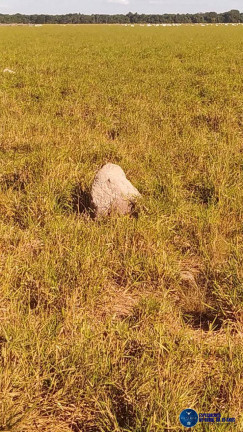 Imagem Fazenda à Venda, 291 m² em Zona Rural - Nova Xavantina Imagem Fazenda à Venda, 291 m² em Zona Rural - Nova Xavantina