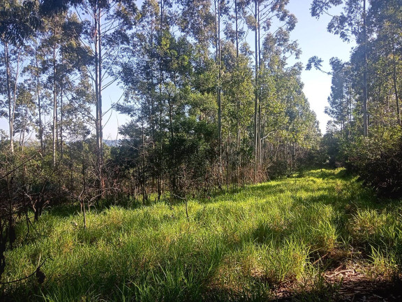 Imagem Chácara à Venda, 29.000 m² em Pimenta - Viamão