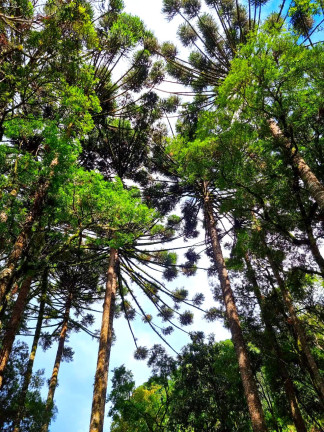 Imagem Chácara com 1 Quarto à Venda, 6.050 m² em Jardim Bela Vista - Balsa Nova