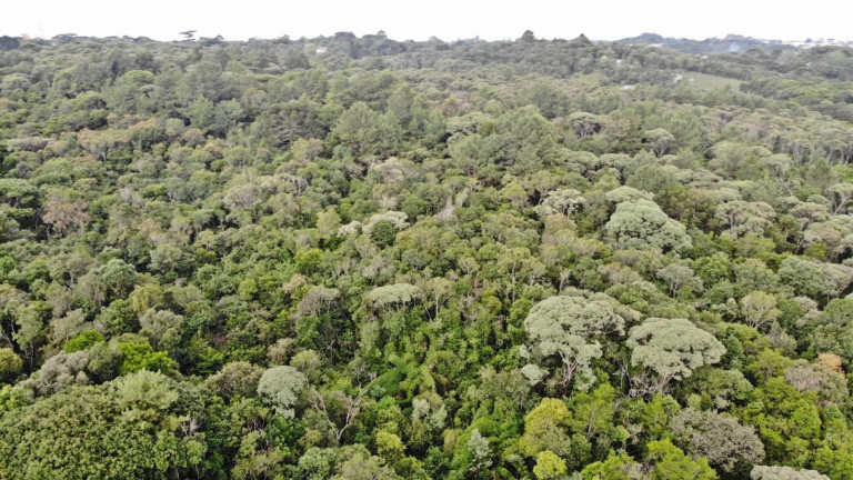 Imagem Terreno à Venda, 19.600 m² em Colônia Faria - Colombo