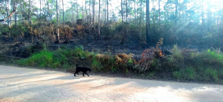 Imagem Imóvel à Venda, 266.200 m² em Pedra Vermelha (terra Preta) - Mairiporã Imagem Imóvel à Venda, 266.200 m² em Pedra Vermelha (terra Preta) - Mairiporã