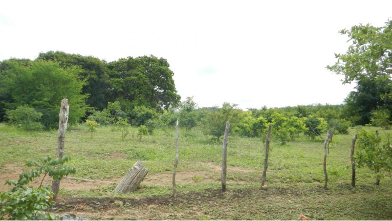 Imagem Fazenda à Venda, 3.500 m² em Rural - São Francisco Do Maranhão Imagem Fazenda à Venda, 3.500 m² em Rural - São Francisco Do Maranhão