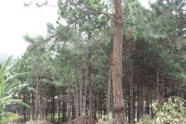Imagem Terreno à Venda, 22 m² em Vargem Pequena - Florianópolis Imagem Terreno à Venda, 22 m² em Vargem Pequena - Florianópolis