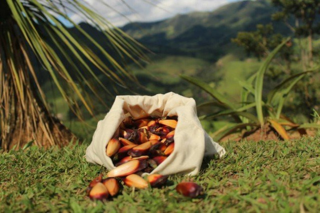 Imagem Fazenda à Venda, 1.000 m² em Silveiras