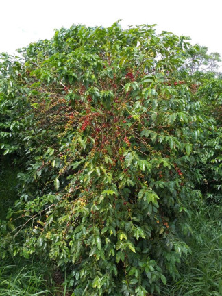 Imagem Fazenda à Venda, 60 m² em Piumhi Imagem Fazenda à Venda, 60 m² em Piumhi