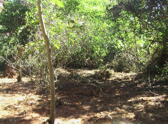 Imagem Imóvel com 1 Quarto à Venda, 21.000 m² em Zona Rural - Palmeiras (dois Irmãos Do Buriti)