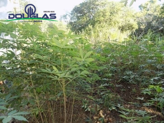 Imagem Casa com 1 Quarto à Venda, 530 m² em Viamão Imagem Casa com 1 Quarto à Venda, 530 m² em Viamão