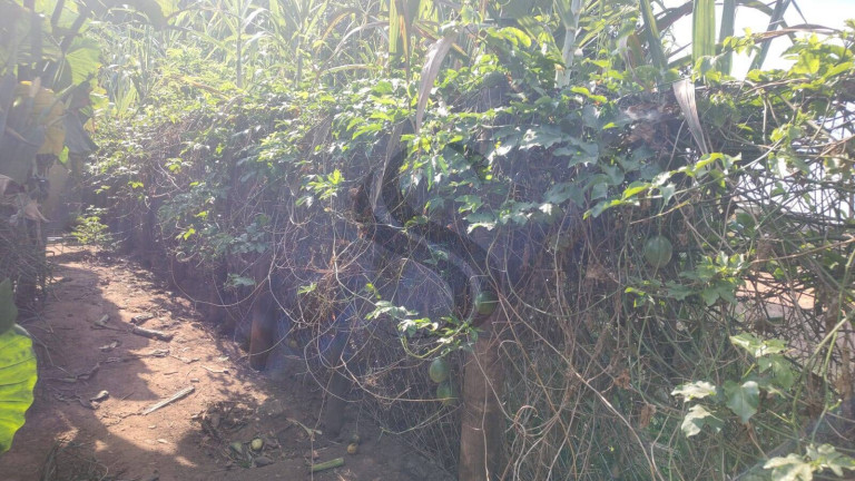 Imagem Chácara com 3 Quartos à Venda, 2.200 m² em Jundiaguara - Araçoiaba Da Serra
