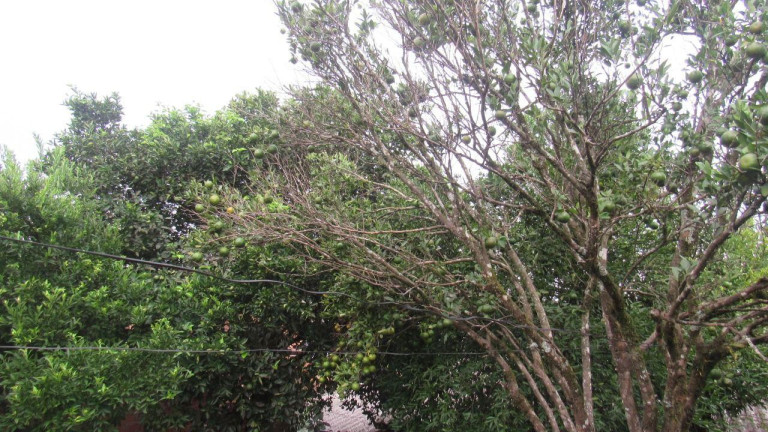Imagem Casa com 1 Quarto à Venda, 36 m² em Santa Rita - Concórdia Imagem Casa com 1 Quarto à Venda, 36 m² em Santa Rita - Concórdia
