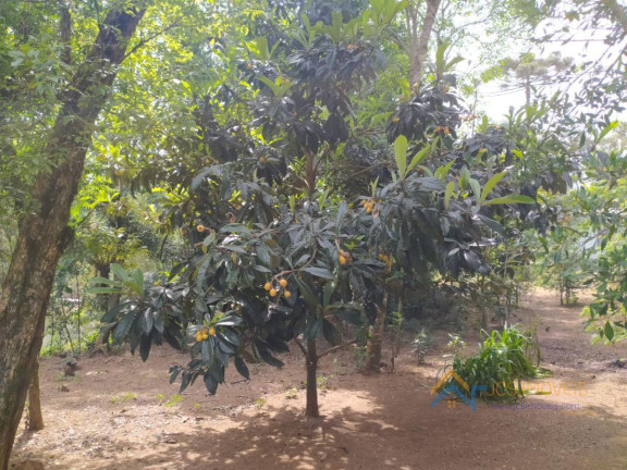 Imagem Chácara com 3 Quartos à Venda, 194 m² em Campestre Da Faxina - São José Dos Pinhais Imagem Chácara com 3 Quartos à Venda, 194 m² em Campestre Da Faxina - São José Dos Pinhais