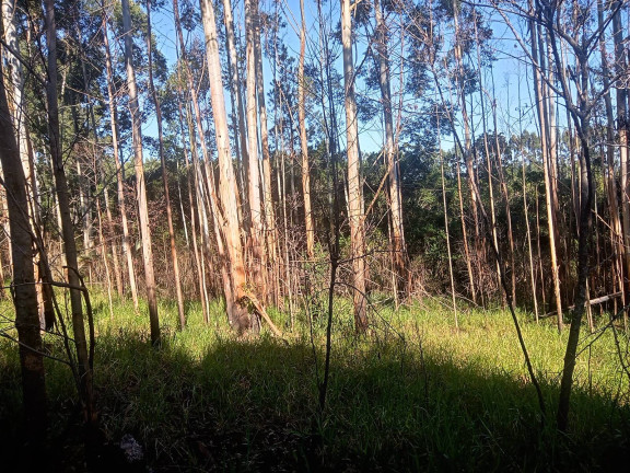 Imagem Chácara à Venda, 29.000 m² em Pimenta - Viamão