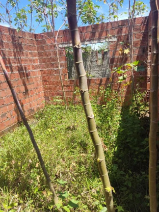 Imagem Casa com 2 Quartos à Venda, 180 m² em Cruz De Rebouças - Igarassu