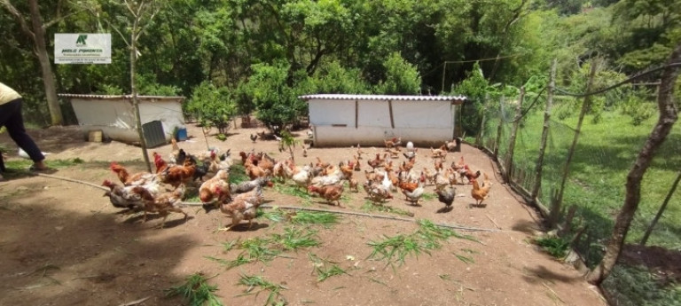 Imagem Fazenda à Venda, 5.000 m² em Alto Da Serra - São Roque Imagem Fazenda à Venda, 5.000 m² em Alto Da Serra - São Roque