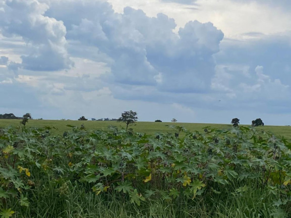 Imagem Fazenda à Venda, 532 m² em Rural - Jales