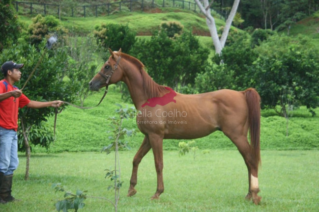 Imagem Fazenda à Venda, 400 m² em Zona Rural - Pequeri Imagem Fazenda à Venda, 400 m² em Zona Rural - Pequeri