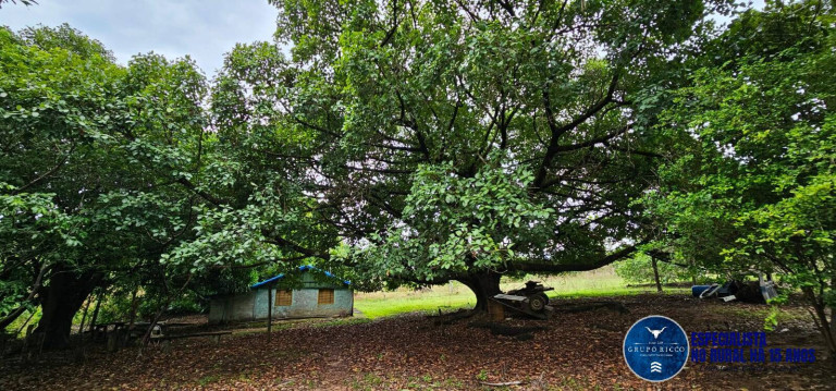 Imagem Fazenda à Venda, 37 m² em Zona Rural - Jussara Imagem Fazenda à Venda, 37 m² em Zona Rural - Jussara