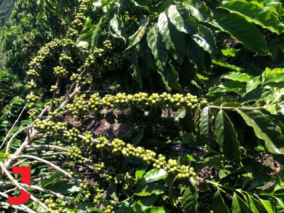 Imagem Fazenda à Venda,  em Vale Taboca - Santa Teresa
