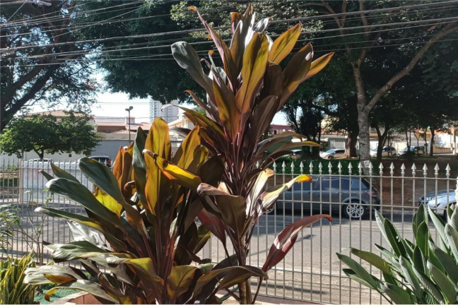 Imagem Imóvel com 3 Quartos à Venda, em Vila Cruzeiro - São Paulo Imagem Imóvel com 3 Quartos à Venda, em Vila Cruzeiro - São Paulo