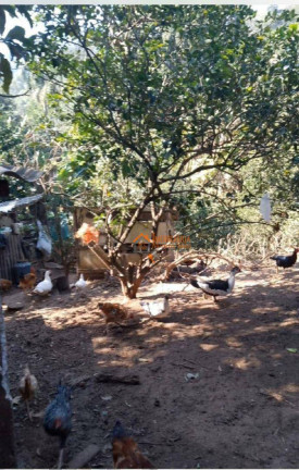 Imagem Chácara com 1 Quarto à Venda, 6.500 m² em Tapera Grande - Mairiporã Imagem Chácara com 1 Quarto à Venda, 6.500 m² em Tapera Grande - Mairiporã