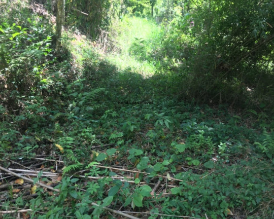 Imagem Chácara com 3 Quartos à Venda, 100 m² em Jundiaizinho (terra Preta) - Mairiporã Imagem Chácara com 3 Quartos à Venda, 100 m² em Jundiaizinho (terra Preta) - Mairiporã