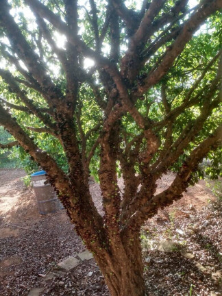Imagem Chácara com 2 Quartos à Venda, 2.048 m² em Bairro Do Cercado - Araçoiaba Da Serra Imagem Chácara com 2 Quartos à Venda, 2.048 m² em Bairro Do Cercado - Araçoiaba Da Serra