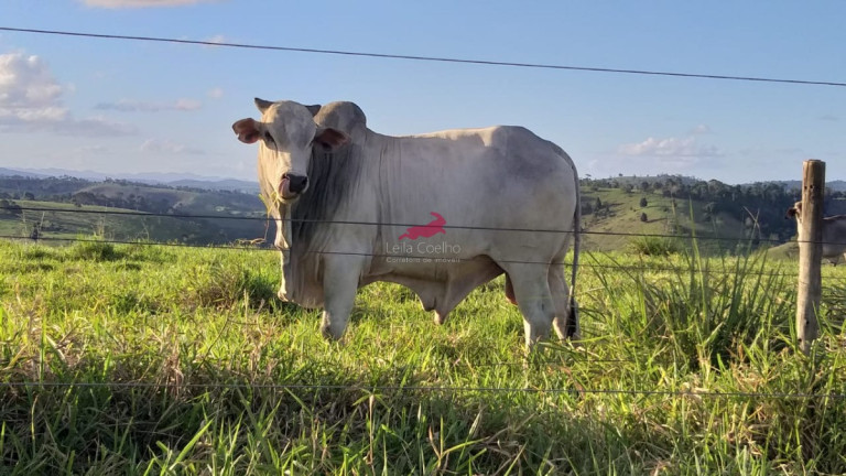 Imagem Fazenda à Venda, 968 m² em Centro - Palmópolis Imagem Fazenda à Venda, 968 m² em Centro - Palmópolis