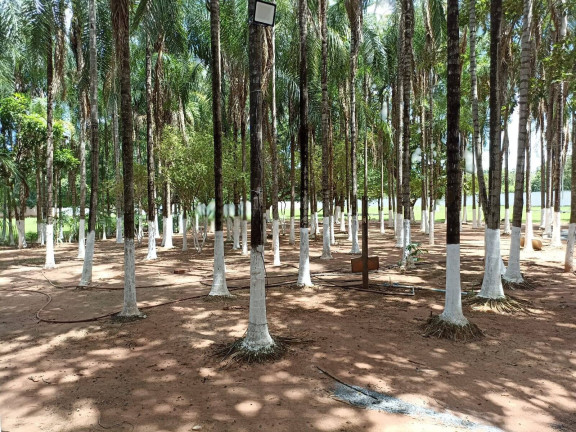 Imagem Ponto Comercial à Venda, 16.000 m² em Souza Lima - Várzea Grande Imagem Ponto Comercial à Venda, 16.000 m² em Souza Lima - Várzea Grande