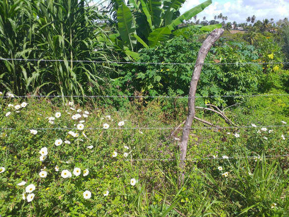Imagem Terreno à Venda, 10.000 m² em Barra Do Jacuípe (monte Gordo) - Camaçari Imagem Terreno à Venda, 10.000 m² em Barra Do Jacuípe (monte Gordo) - Camaçari