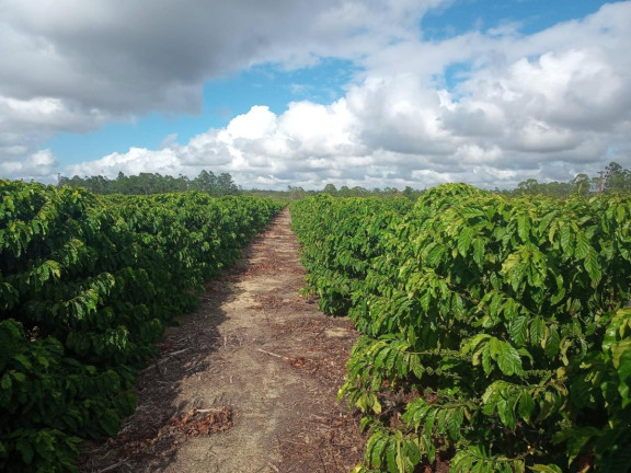 Imagem Fazenda à Venda, 2.323.200 m² em Fazenda