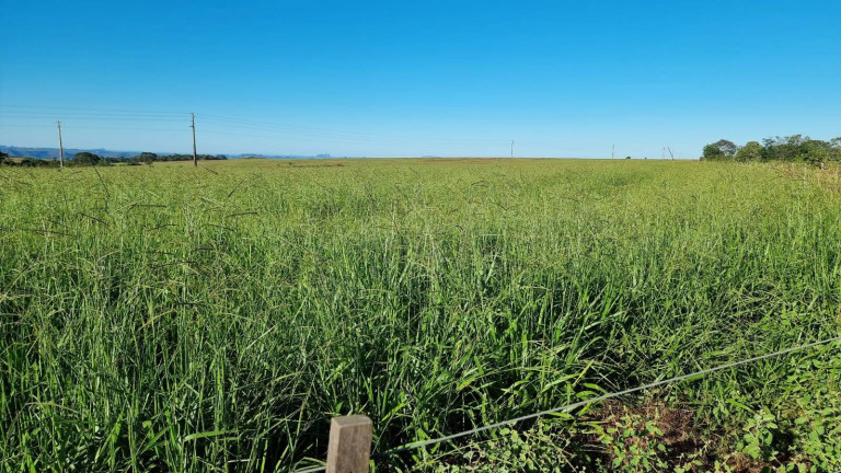 Imagem Fazenda à Venda, 2.400 m² em Paranatinga Imagem Fazenda à Venda, 2.400 m² em Paranatinga