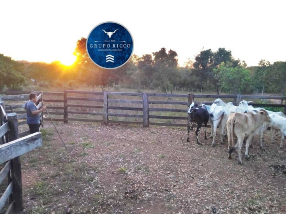 Imagem Fazenda à Venda, 123 m² em Rural - Crixás Imagem Fazenda à Venda, 123 m² em Rural - Crixás