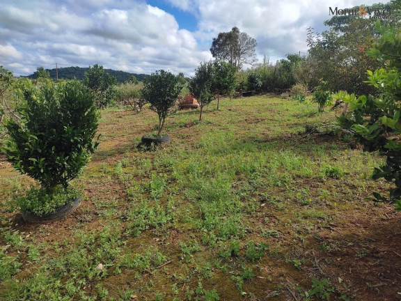 Imagem Chácara à Venda, 3.000 m² em Campestre Da Faxina - São José Dos Pinhais