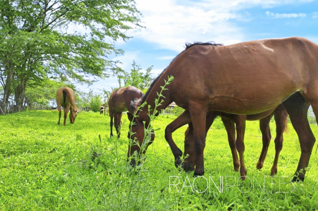 Imagem Fazenda à Venda, 1.710.000 m² em Zona Rural - São Pedro Imagem Fazenda à Venda, 1.710.000 m² em Zona Rural - São Pedro
