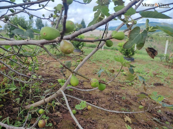 Imagem Chácara à Venda, 3.000 m² em Campestre Da Faxina - São José Dos Pinhais
